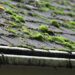 Roof moss removal Hillsboro Oregon
