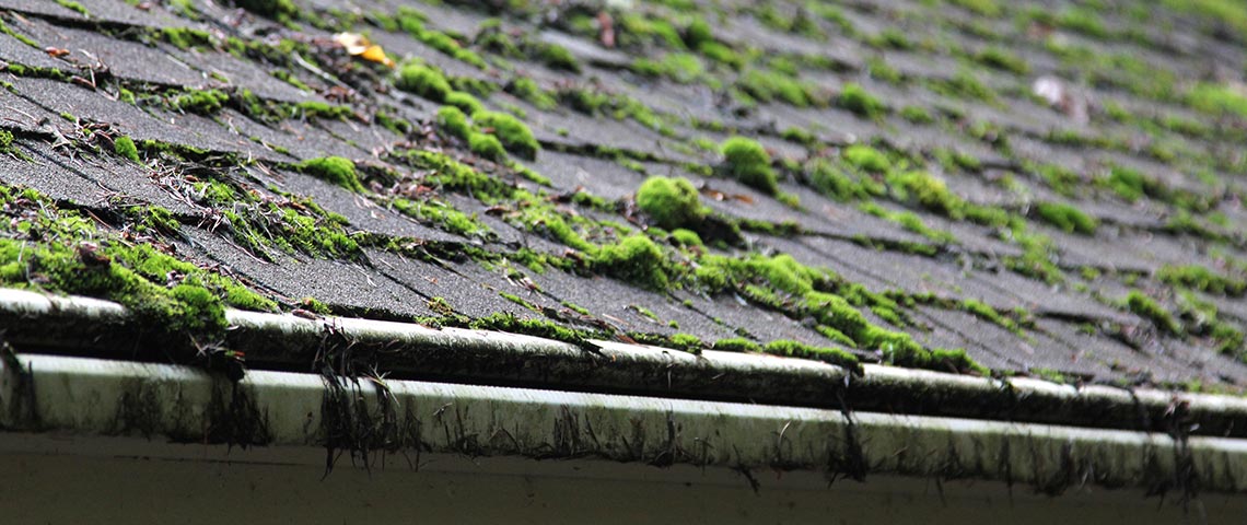 Roof moss removal Hillsboro Oregon